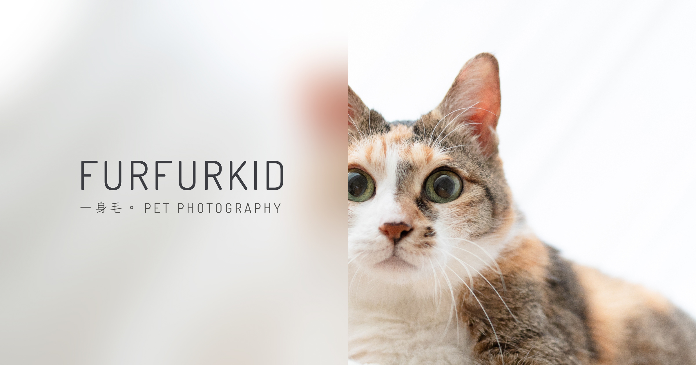 FurFurKid pet photography