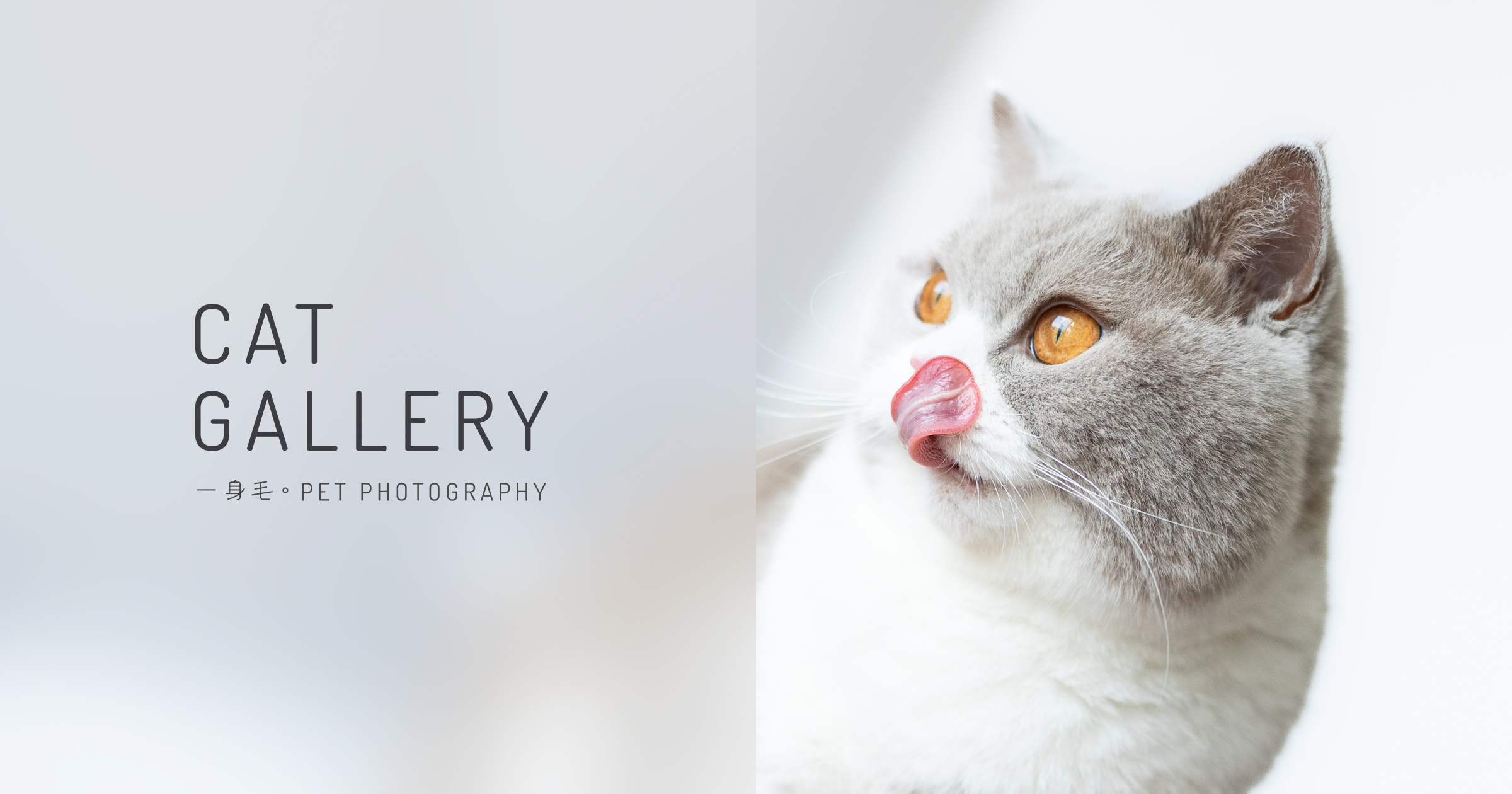 FurFurKid pet photography