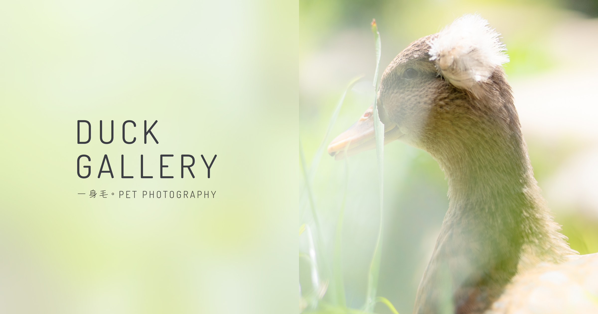 FurFurKid pet photography