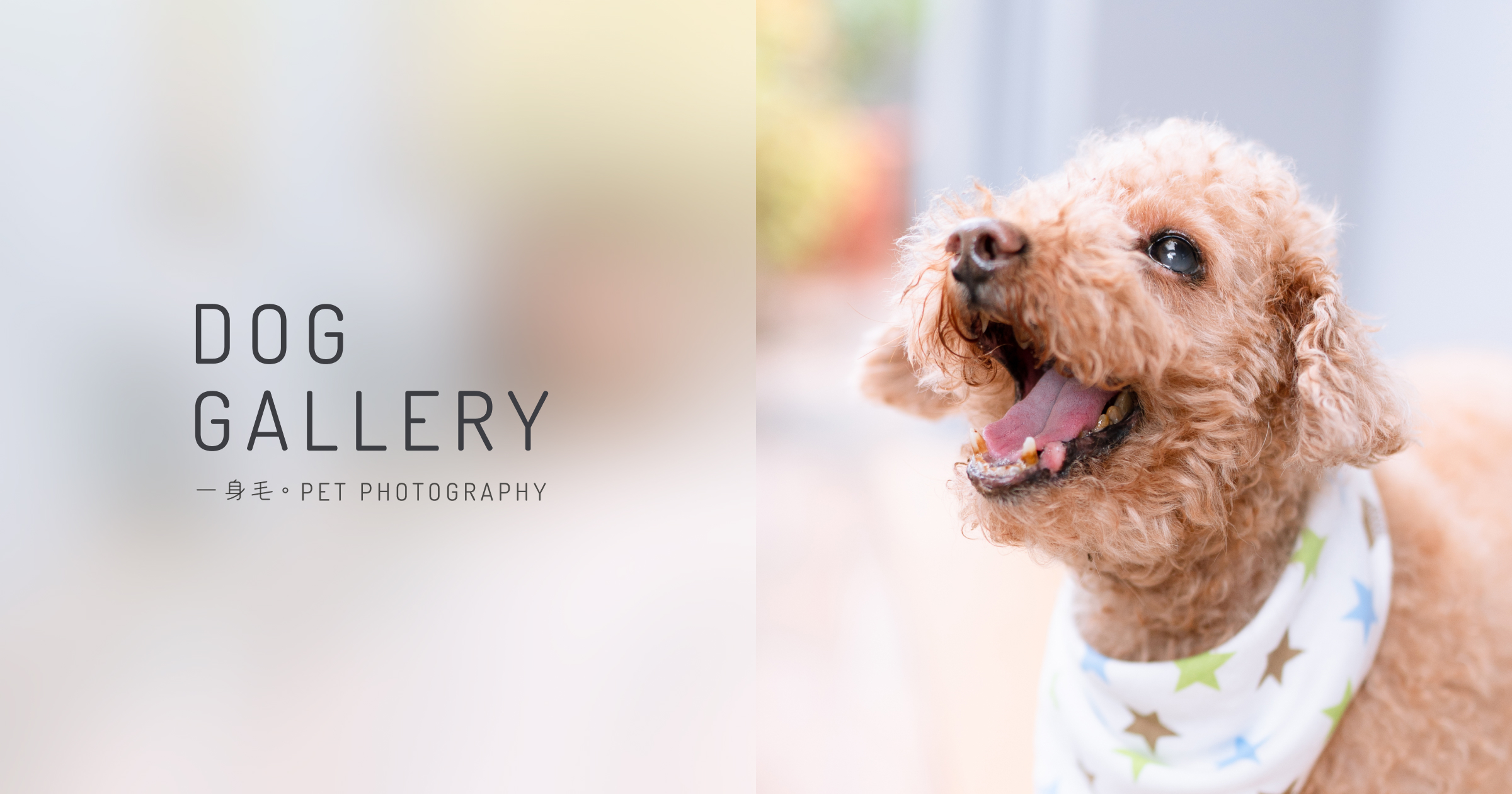 FurFurKid pet photography